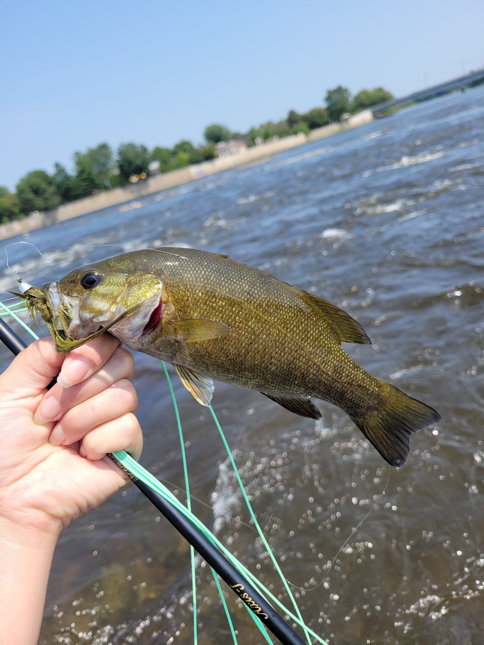 Fly fishing bass